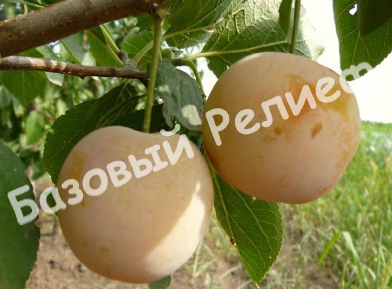 Слива Ренклод ранний
