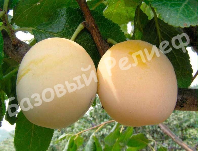 Слива Ренклод ранний