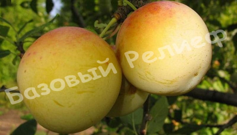Слива Ренклод ранний