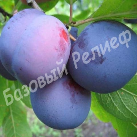 Слива Ренклод Синий