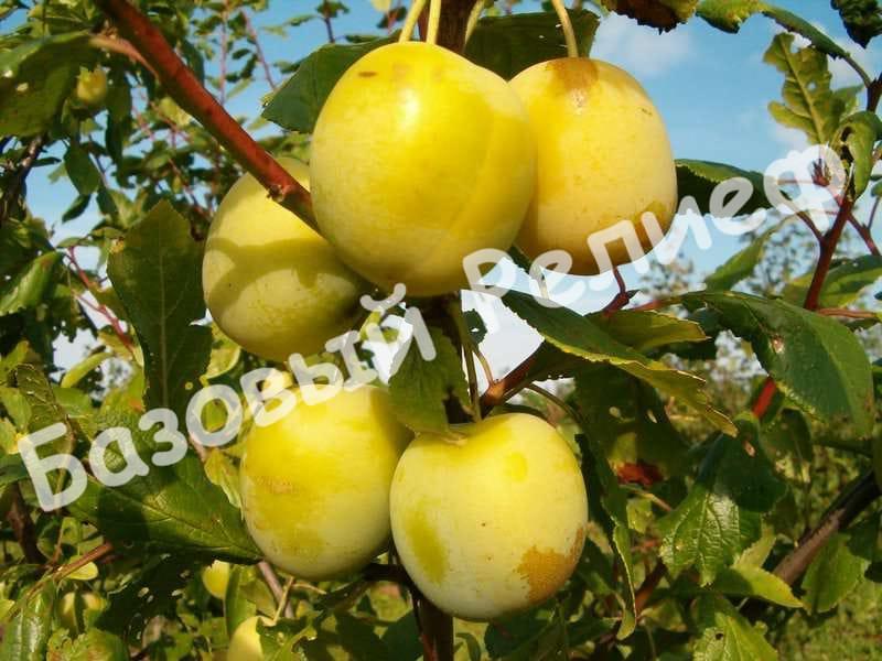 Слива Ренклод Улена