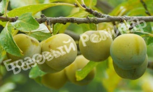 Слива Ренклод зелёный