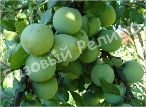 Слива Ренклод зелёный