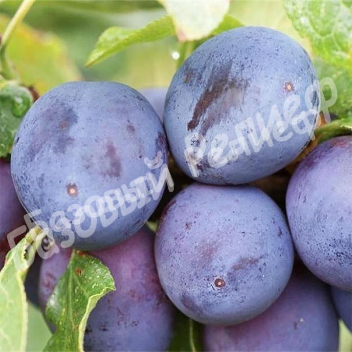 Слива Сильвия