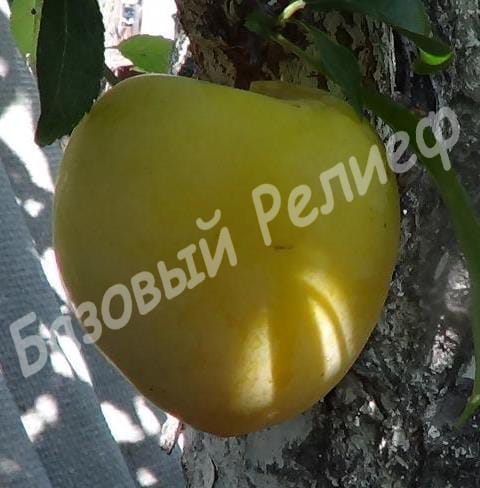 Слива ТоЧеСан