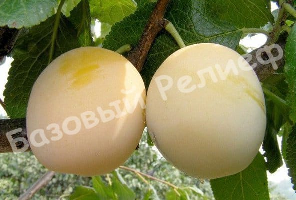 Слива Утро