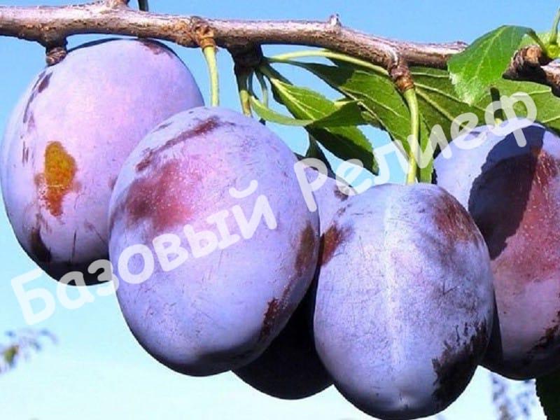 Слива Волошка