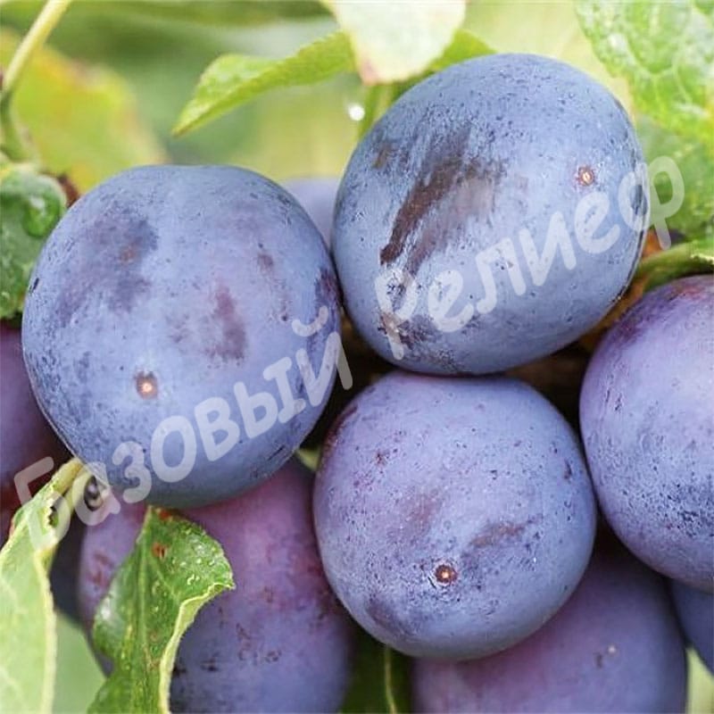 Слива Хаганта