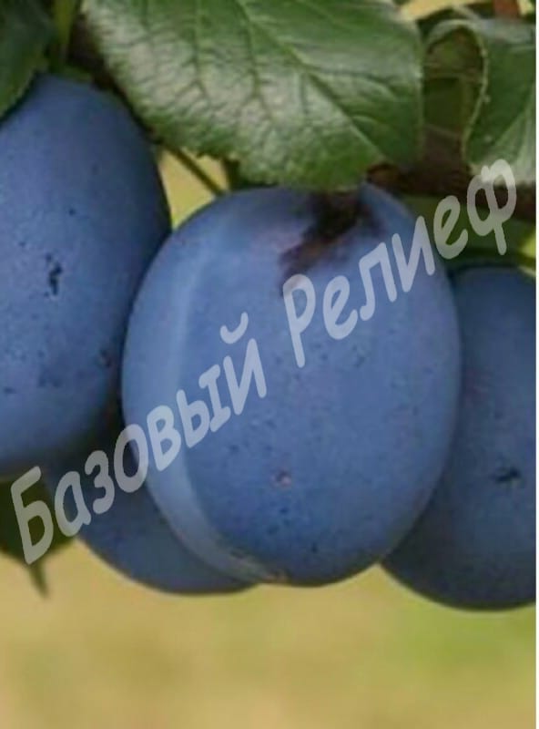 Слива Хаганта