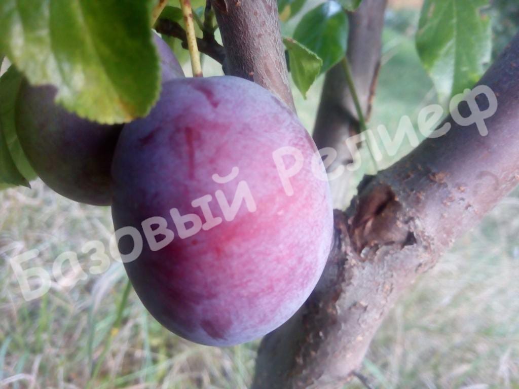 Слива Ханум
