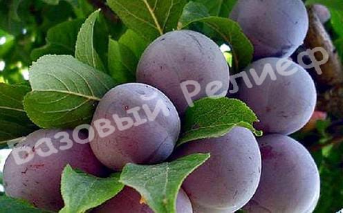Слива Ханум