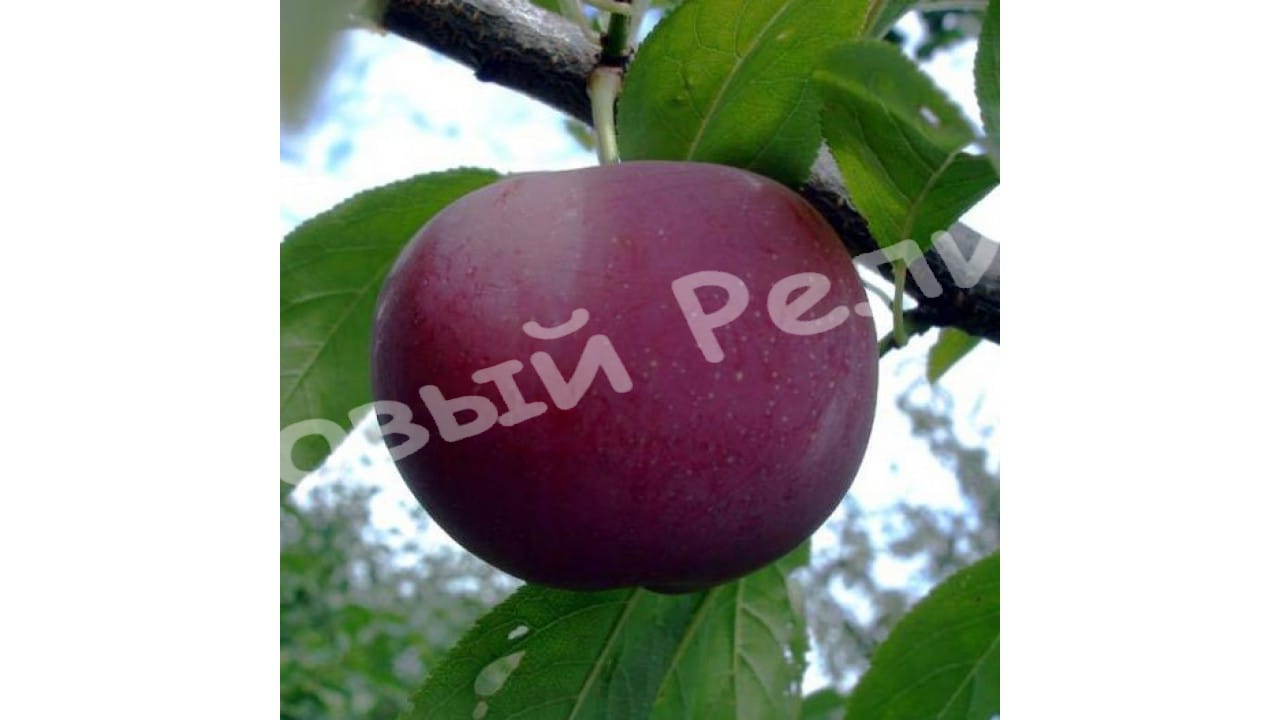 Слива Ханум