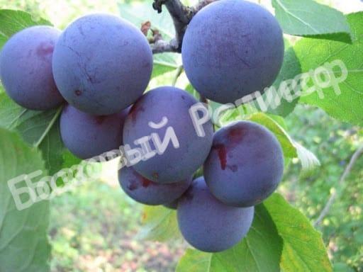 Слива Яичная Синяя