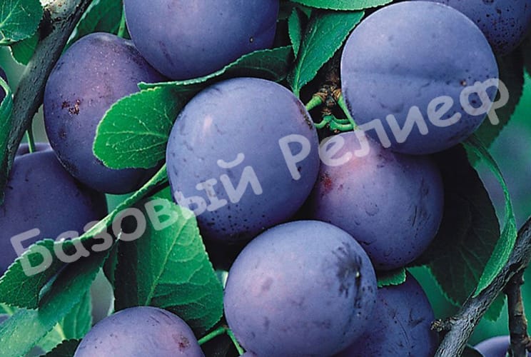 Слива Яичная Синяя