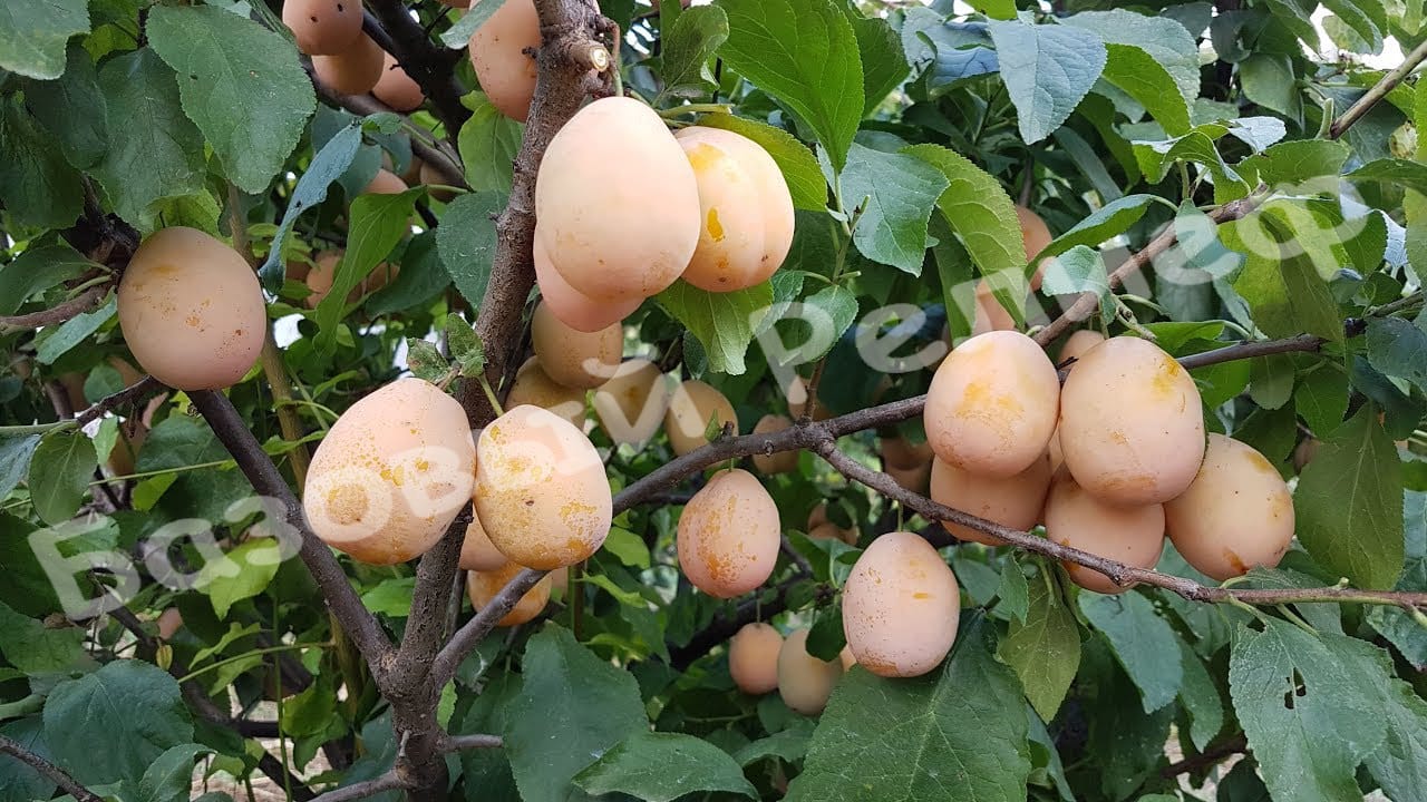 Слива Золотая капля
