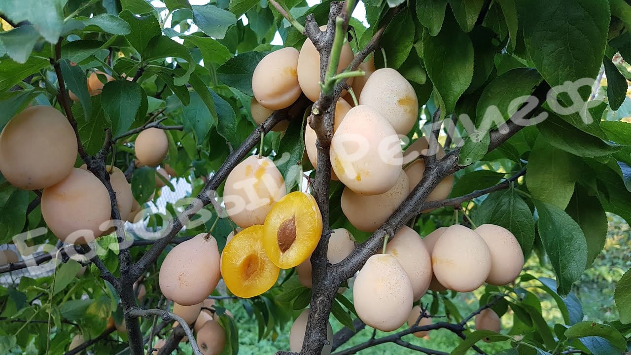 Слива Золотая капля