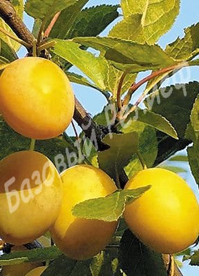Слива Золотая капля