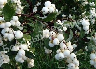 Снежноягодник доренбоза Мэйджикал Галакси Колмгала