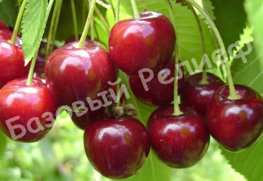 Вишня Эрди Бетермо