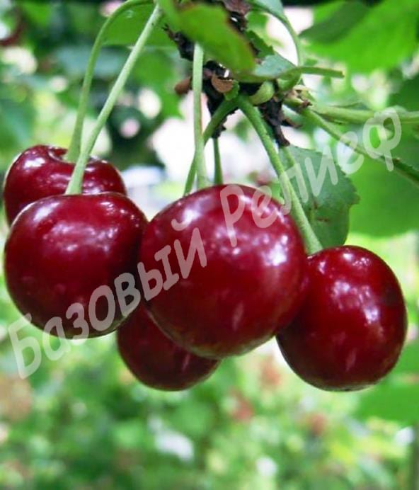Вишня Эрди Бетермо