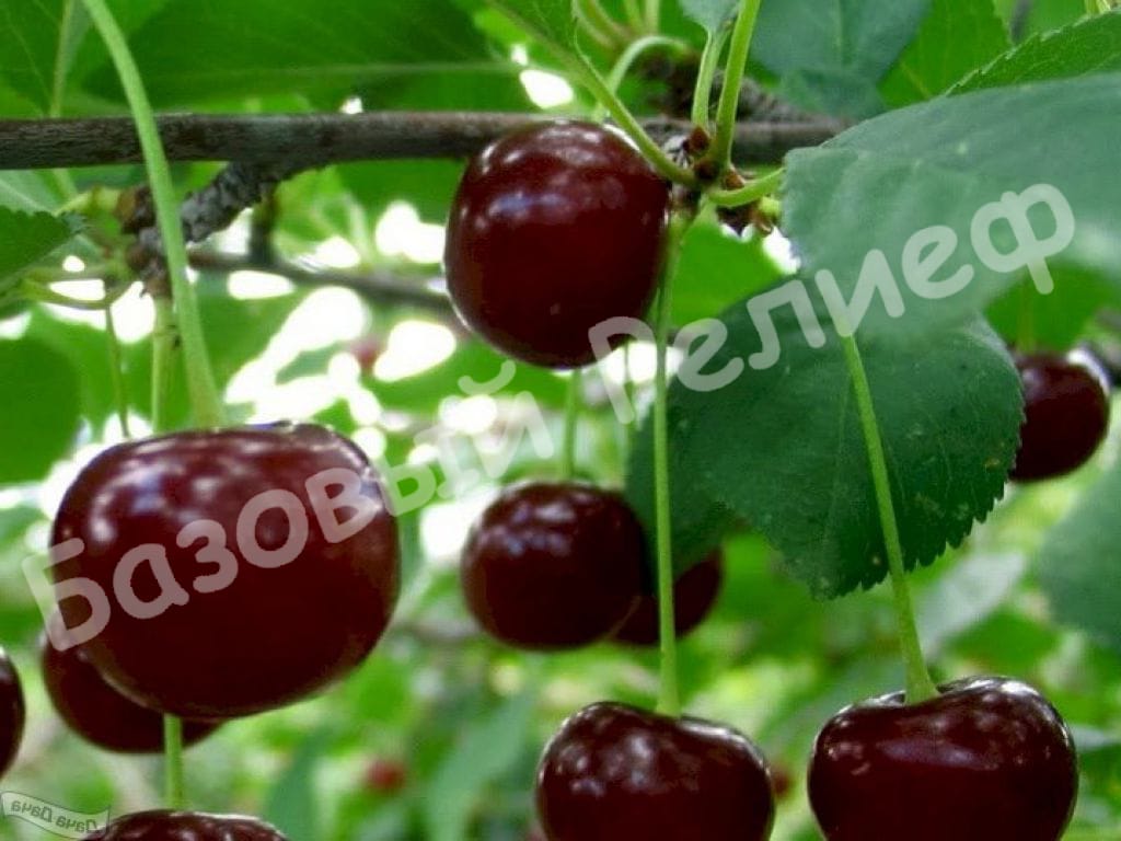 Вишня Мценская