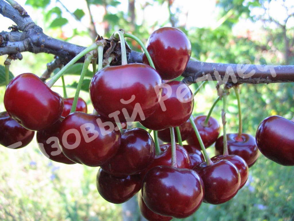 Вишня Ночка
