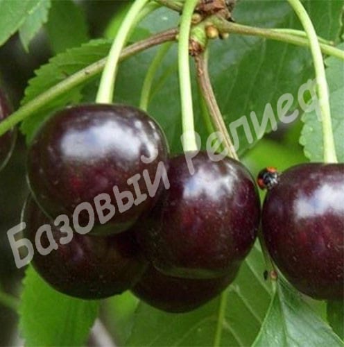 Вишня Ночка