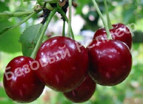 Вишня Олимпийская