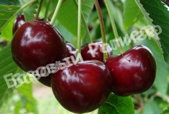 Вишня Память Еникеева