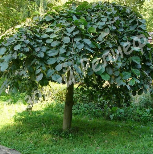 Вяз шершавый Кампердауни