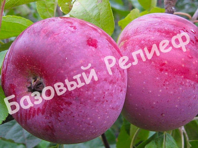 Яблоня Олеся