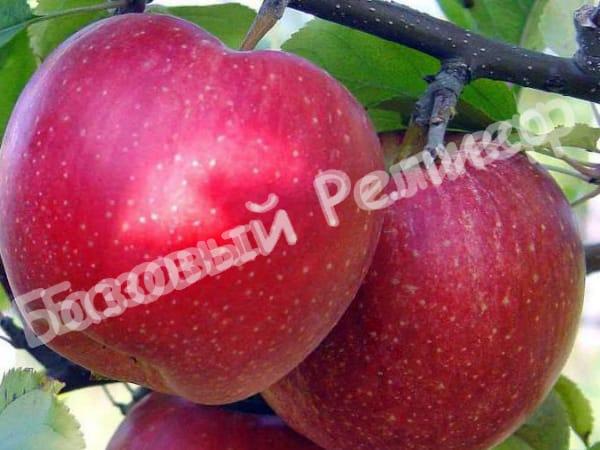 Яблоня Антей