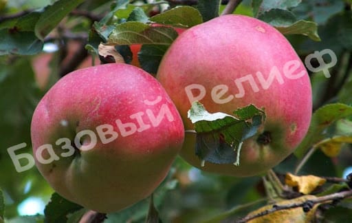 Яблоня Апорт алматинский