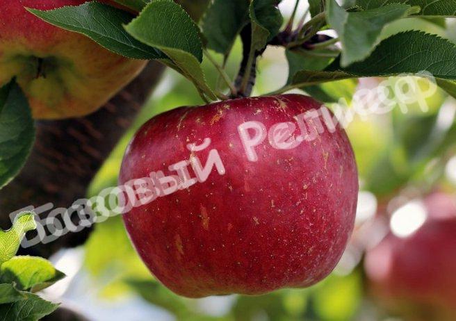 Яблоня Апорт алматинский