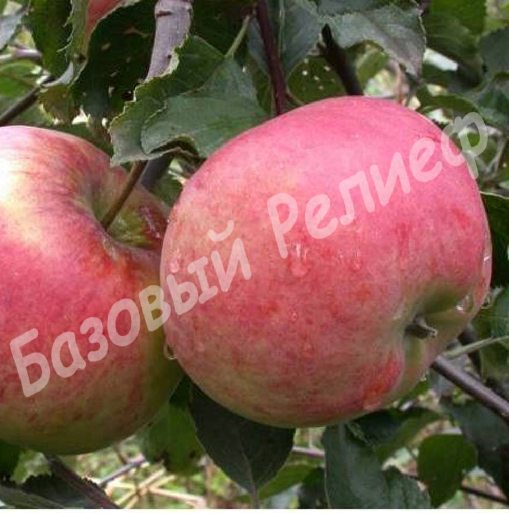 Яблоня Аскольда