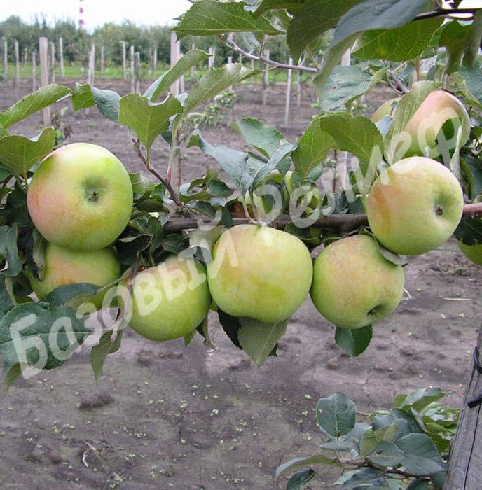Яблоня Богатырский Синап