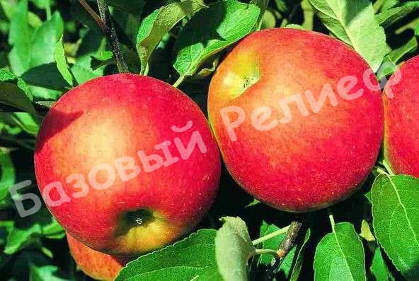 Яблоня Эльстар