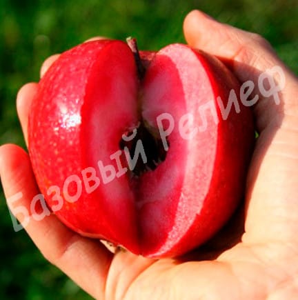 Яблоня Эра