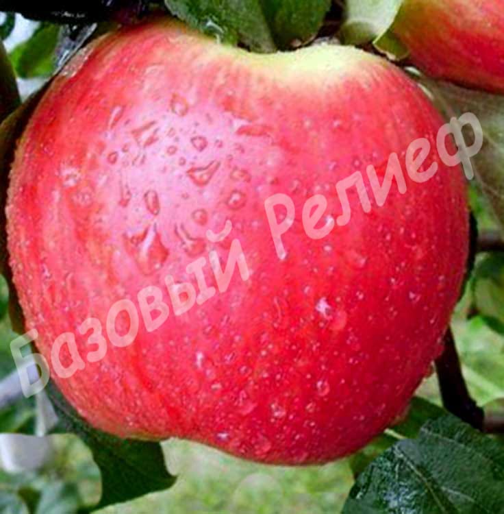 Яблоня Эрли Женева