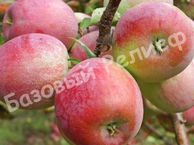 Яблоня Эрли Женева
