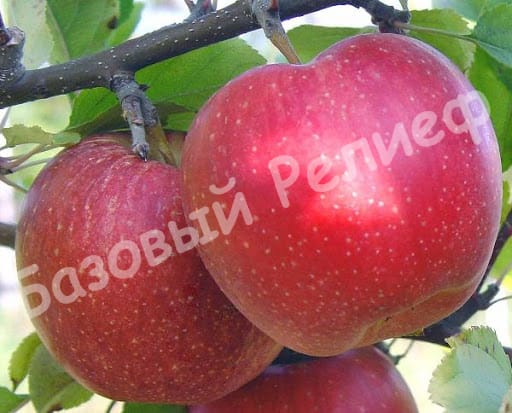 Яблоня Гала