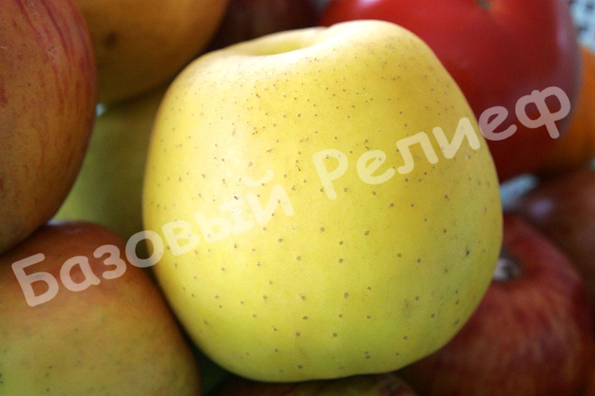 Яблоня Голден Делишес