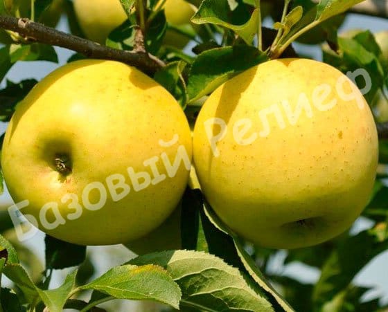 Яблоня Голден Делишес