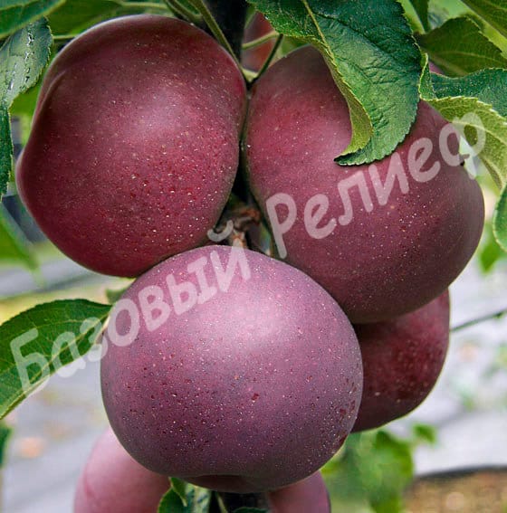 Яблоня Голубая Луна