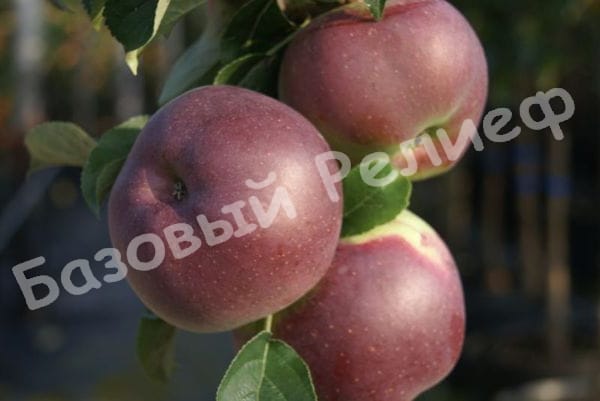 Яблоня Голубая Луна