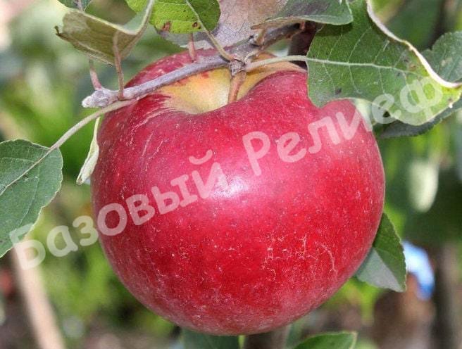 Яблоня Карамельная