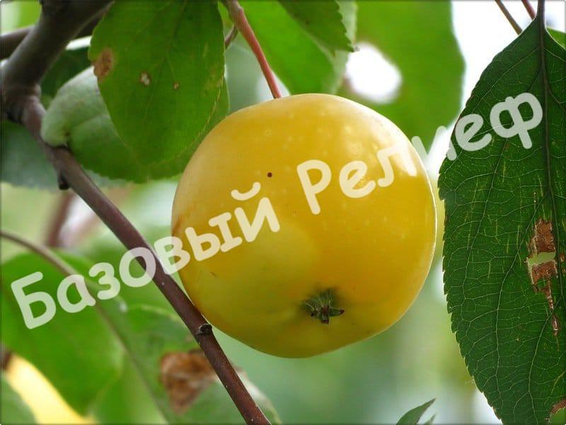 Яблоня Китайка Желтая