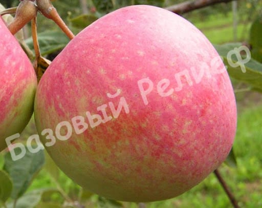 Яблоня Конфетное