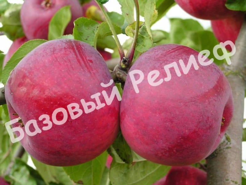 Яблоня Макинтош