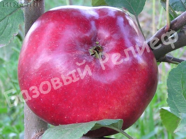 Яблоня Макинтош